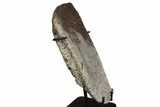 Ankylosaur (Zuul) Osteoderm with Stand - Judith River Formation #382550-2